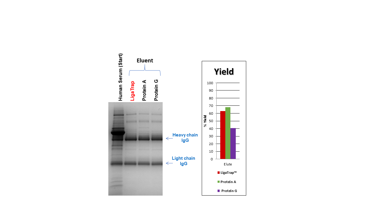 Human-IgG-Histogram.png